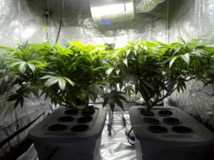 Harrogate landlord jailed for allowing cannabis farm