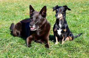 Landlords to Raise Rents in Response to Pet-Friendly Renter’s Reform Bill
