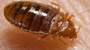 Don’t Let Bed Bugs Bite Your Buy to Let Profits