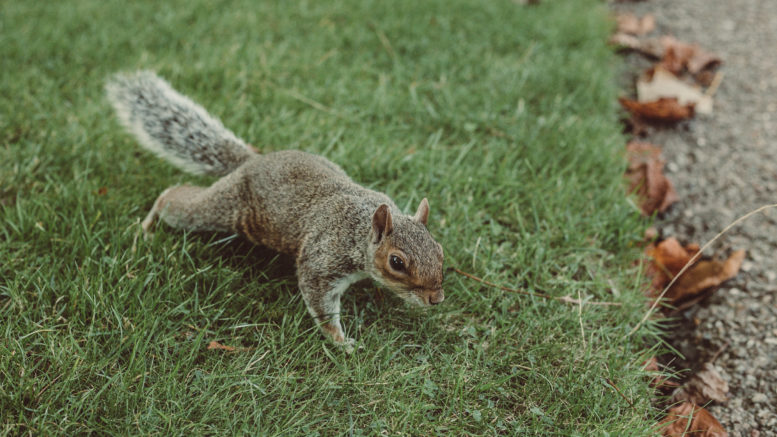 Squirrels - Some Unwanted Pests Have Fluffy Tails