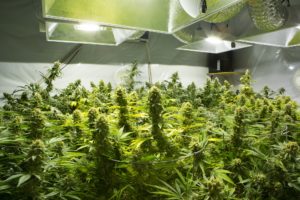 Cannabis tenant farmer reaps jail sentence