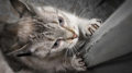 Pet damage in a rental property