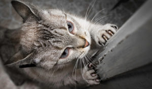 Pet damage costs suffered by most landlords