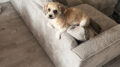 Renters' Rights Bill to bring major changes for landlords with pets as key focus