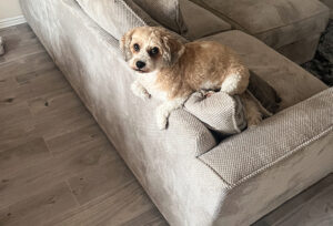 Lords reject stronger pet damage safeguards as Renters’ Rights Bill nears law