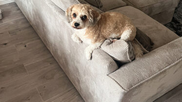 Renters' Rights Bill to bring major changes for landlords with pets as key focus